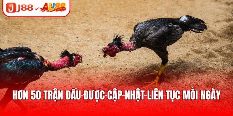 Đá Gà Nòi - Trận Đấu Tranh Tài Kịch Tính, Căng Thẳng 4 Hơn 50 trận đấu tại nhà cái được cập nhật liên tục mỗi ngày