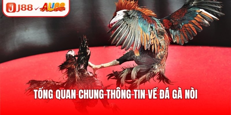 Đá Gà Nòi - Trận Đấu Tranh Tài Kịch Tính, Căng Thẳng 2 Tổng quan chung thông tin về đá gà nòi